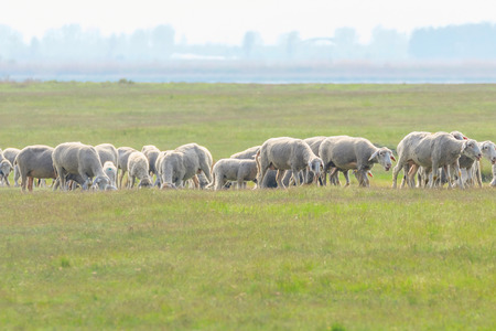 Flock of sheep, sheep on fieldの写真素材
