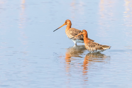 Black Tailed Godwit (Limosa limosa) Wader Birds Foraging in shallow waterの写真素材