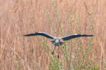 Grey Heron landing (ardea herodias) Grey Headed Heronの写真素材