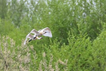 Eurasian or Common White Spoonbills in flight, (Platalea leucorodia)の写真素材