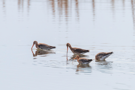 Black Tailed Godwit (Limosa limosa) Wader Birds Foraging in shallow waterの写真素材