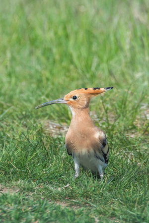 Hoopoe, Common Hoopoe (Upupa epops) Eurasian Hoopoeの写真素材