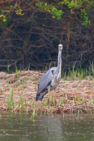The Hunting Grey Heron (Ardea cinerea) Grey Heron Waters Edgeの写真素材