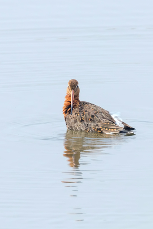 Black Tailed Godwit (Limosa limosa) Wader Bird Foraging in shallow waterの写真素材