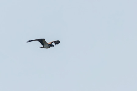 Osprey in flight (Pandion haliaetus)の写真素材