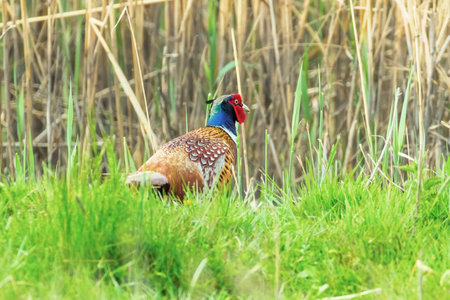 Ringneck Pheasant Male (Phasianus colchicus) Ring necked Pheasant