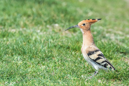 Hoopoe, Common Hoopoe (Upupa epops) Eurasian Hoopoeの写真素材