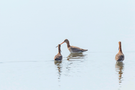 Black Tailed Godwit (Limosa limosa) Wader Birds Foraging in shallow waterの写真素材