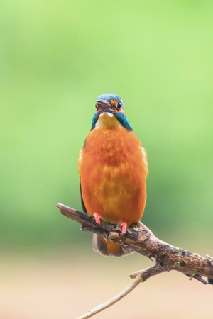 Common Kingfisher (Alcedo atthis) Eurasian Kingfisher Bird sitting on a Branchの写真素材
