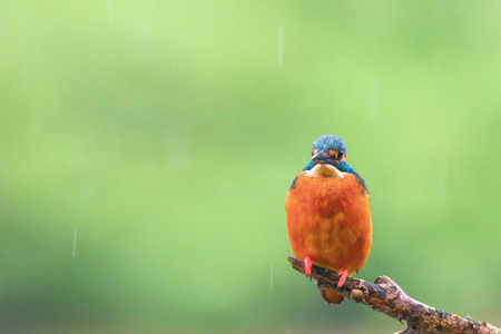 Common Kingfisher in Light Rain (Alcedo atthis) Eurasian Kingfisher Bird Bitting on a Branchの写真素材