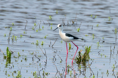 Black-Winged Stilt in Shallow Water (Himantopus himantopus) Wader Bird Stiltの写真素材