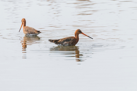 Black Tailed Godwit (Limosa limosa) Wader Birds Foraging in shallow waterの写真素材