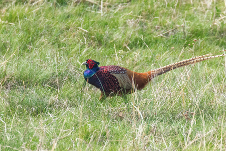 Ringneck Pheasant Male (Phasianus colchicus) Ring necked Pheasantの写真素材