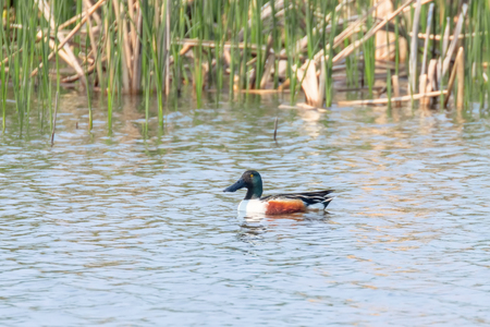 Northern Shoveler Male in Water (Spatula clypeata)の写真素材