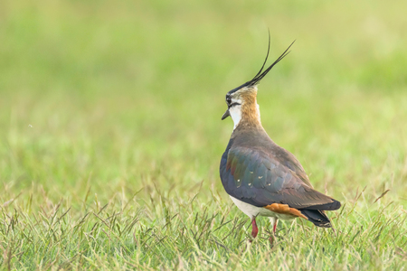 Lapwing, Northern Lapwing in the grass (Vanellus vanellus) Peewitの写真素材