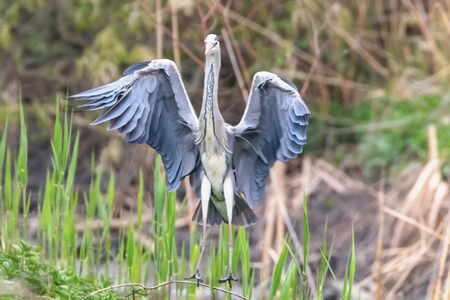 Grey Heron landing (ardea herodias) Grey Headed Heronの写真素材