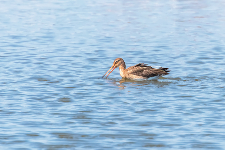 Black Tailed Godwit (Limosa limosa) Wader Bird Foraging in shallow waterの写真素材