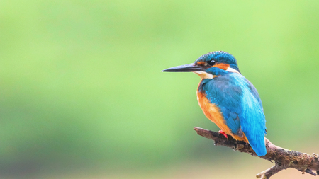 Common Kingfisher (Alcedo atthis) Eurasian Kingfisher Bird sitting on a Branchの写真素材