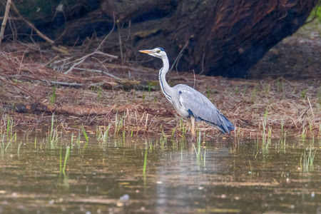 The Hunting Grey Heron (Ardea cinerea) Grey Heron Waters Edgeの写真素材