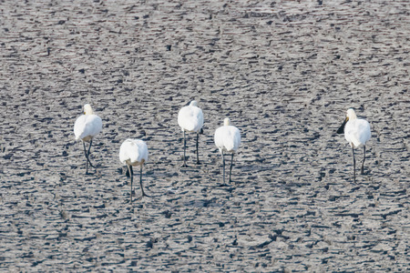 Eurasian Spoonbill Standing on Dry Pond (Platalea leucorodia) Common Spoonbillの写真素材