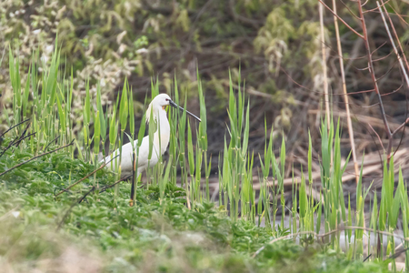 Eurasian Spoonbill (Platalea leucorodia) Common Spoonbillの写真素材
