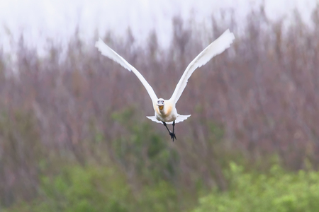Eurasian or Common White Spoonbill in flight, (Platalea leucorodia)の写真素材