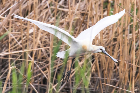 Eurasian or Common White Spoonbills in flight, (Platalea leucorodia)の写真素材