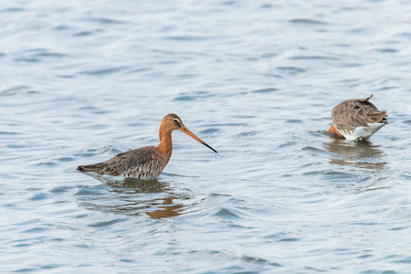 Black Tailed Godwit (Limosa limosa) Wader Birds Foraging in shallow waterの写真素材