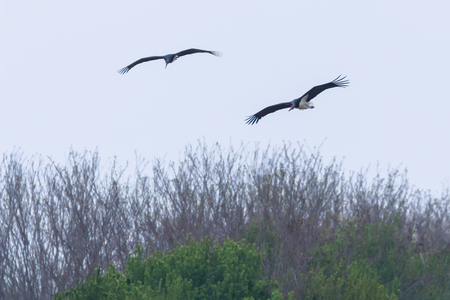 Black Stork in flight spring migration (Ciconia nigra) Pairの写真素材