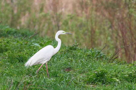 Great Egret (Ardea alba) Great White Egret, Common Egretの写真素材