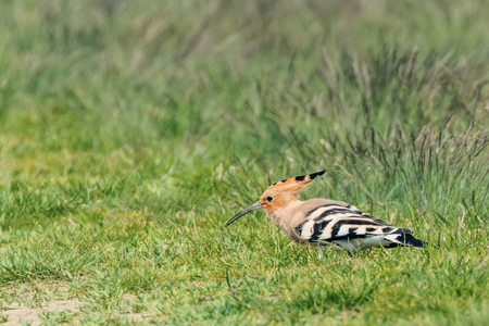Hoopoe, Common Hoopoe (Upupa epops) Eurasian Hoopoeの写真素材