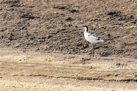 Pied Avocet (Recurvirostra avosetta) Black and White Wader Birdの写真素材