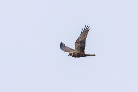 Western Marsh Harrier in flight (Circus Aeruginosus)の写真素材