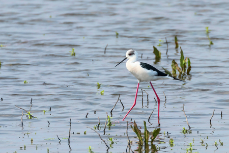 Black-Winged Stilt in Shallow Water (Himantopus himantopus) Wader Bird Stiltの写真素材