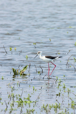 Black-Winged Stilt in Shallow Water (Himantopus himantopus) Wader Bird Stiltの写真素材