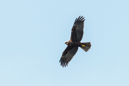 Western Marsh Harrier in flight (Circus Aeruginosus)の写真素材