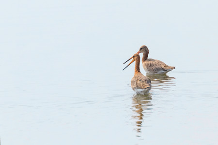 Black Tailed Godwit (Limosa limosa) Wader Birds Foraging in shallow waterの写真素材
