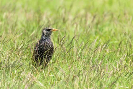 Common Starling in Green Grass (Sturnus vulgaris) European Starlingの写真素材
