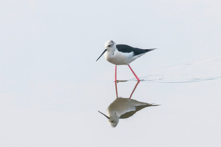 Black-Winged Stilt in Shallow Water Reflection (Himantopus himantopus) Wader Bird Stiltの写真素材