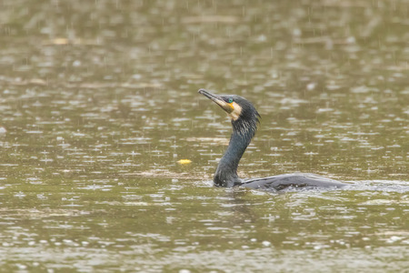 Cormorant Fishing Rain (Phalacrocorax carbo) Rainstorm Cormorantの写真素材