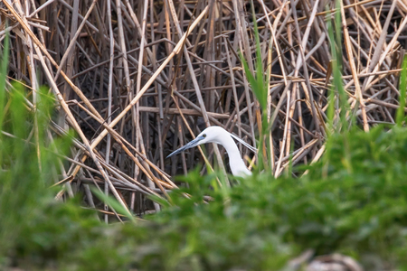 Little Egret Hunting (Egretta garzetta) White little Egretの写真素材