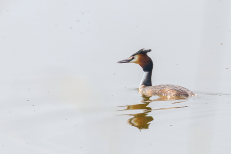 Great crested grebe on water (Podiceps cristatus)の写真素材