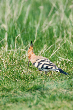 Hoopoe, Common Hoopoe (Upupa epops) Eurasian Hoopoeの写真素材