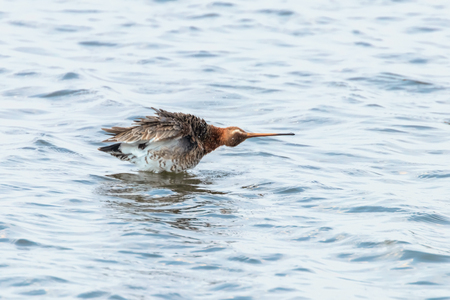 Black Tailed Godwit (Limosa limosa) Wader Bird Foraging in shallow waterの写真素材