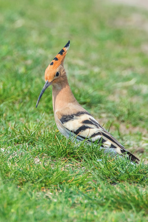 Hoopoe, Common Hoopoe (Upupa epops) Eurasian Hoopoeの写真素材