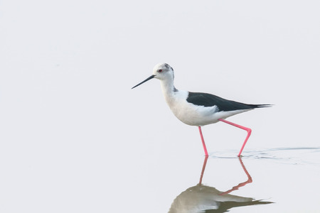 Black-Winged Stilt in Shallow Water Reflection (Himantopus himantopus) Wader Bird Stiltの写真素材