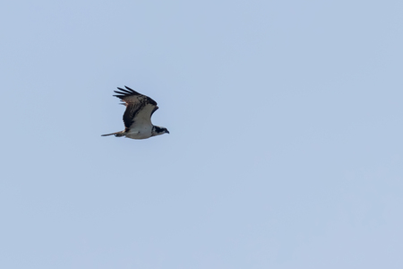 Osprey in flight (Pandion haliaetus)の写真素材