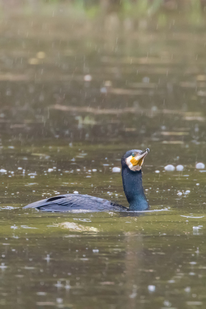 Cormorant Fishing Rain (Phalacrocorax carbo) Rainstorm Cormorantの写真素材