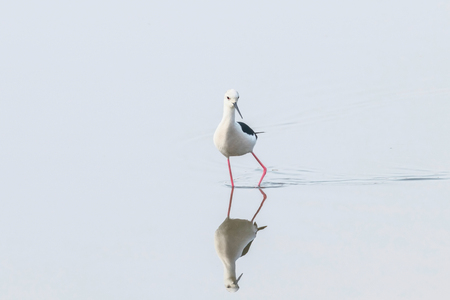 Black-Winged Stilt in Shallow Water Reflection (Himantopus himantopus) Wader Bird Stiltの写真素材