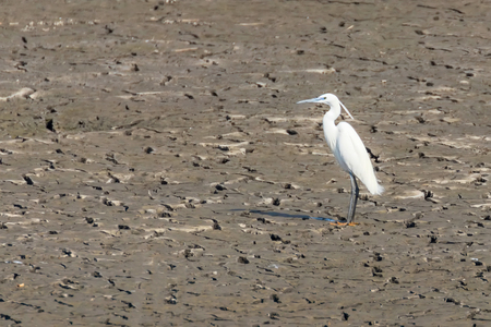 Little Egret Standing on Dry Pond (Egretta garzetta)の写真素材